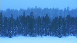 A winter forest in Lapland, 200 miles above the Arctic Circle A winter forest in Lapland, 200 miles above the Arctic Circle