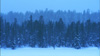 A winter forest in Lapland, 200 miles above the Arctic Circle