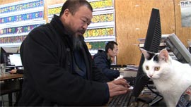 Ai Weiwei works on his computer in his Beijing home studio, as one of his dozens of cats looks on.