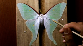A collector spreads the wings of a freshly caught Luna Moth.