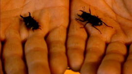 A beetle seller shows off his wares at a roadside stand.