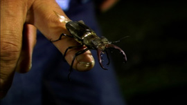 A beetle collector’s fresh catch