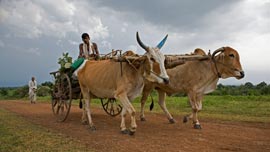 Bulls are the lifeblood, engine, and main transport in rural India.