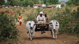 Manjusha chases her neighbor Ram Krishna's cart to tell him the seeds salesmen are in the village.