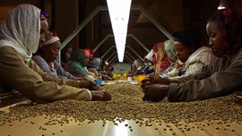 Ethiopian coffee pickers