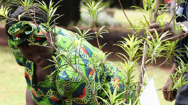 Wangari Maathai plants a tree