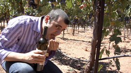 Wine expert Gary Vaynerchuck can taste terroir