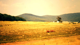 The farm in the backyard