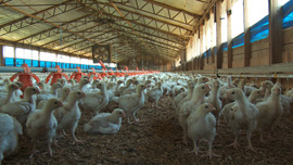 Nathan Thompson's chickens