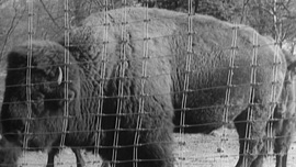 Photo, circa 1905, of a bison in a capturing facility in Yellowstone 
