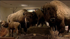 Taxidermied bison from the William Hornaday Smithsonian exhibit
