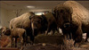 Taxidermied bison from the William Hornaday Smithsonian exhibit