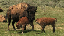 Bison cow and two calves, Yellowstone National Park