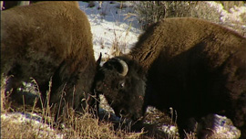 Two bison butting heads in Yellowstone National Park