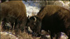 Two bison butting heads in Yellowstone National Park