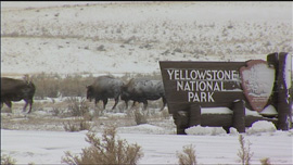 Bison in winter storm by a Yellowstone National Park sign