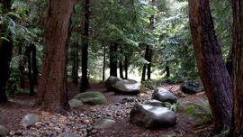 The National AIDS Memorial Grove