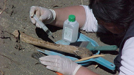 Forensic investigation, Cemetery of Concepción, Chile 2001 Forensic investigation, Cemetery of Concepción, Chile 2001