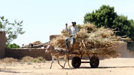 A farmer transports his grain harvest in Mali. A farmer transports his grain harvest in Mali.