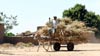 A farmer transports his grain harvest in Mali.
