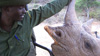 Kaparo, a community game ranger at Il Ngwesi, with a black rhino named Omni (Kenya)