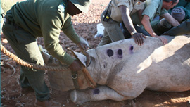 Translocation of a black rhino to communal conservancy, Namibia