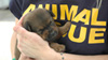 Volunteer rescuer holding a puppy