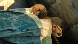 Puppies roaming free following Hurricane Katrina