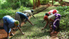 A plant nursery in Tumutumu Hills, Kenya