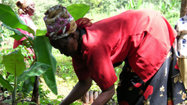 A Kenyan woman plants a tree