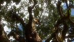 Examine how Kenya’s history as a colonized nation has contributed to their challenges with deforestation.