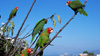 The wild parrots of telegraph hill with Alcatraz in the background