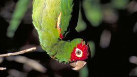 Parrot hanging upside-down  