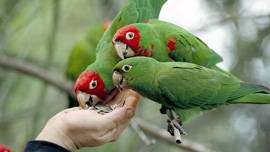 The parrots eating out of Mark’s hand 
